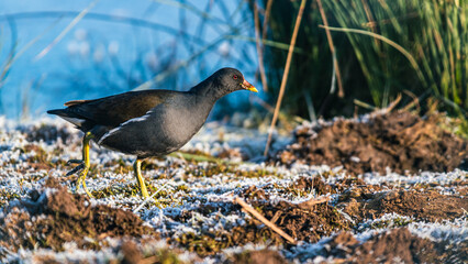 Common Moorhen, Gallinula chloropus on Marshes shrouded in frost, Devon, England