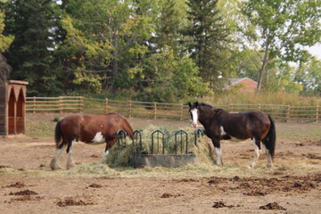 Fototapeta na wymiar horses in a field