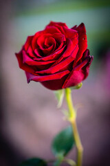 single red rose