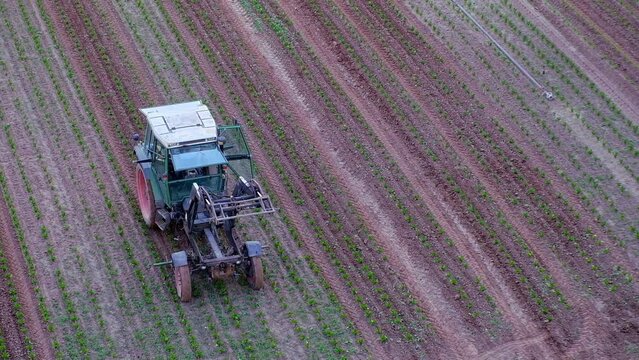 Tractor working in the field to process celery in summer