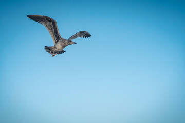 seagull in flight
