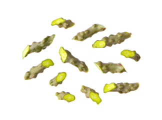 tinospora cordifolia or bora phet (thai name) with green leaves isolated on transparent png