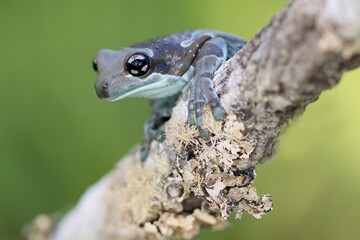 Trachycephalus resinifictrix, Mission golden-eyed tree frog, Rosnička včel&iacute;, is a large species of arboreal frog native to the Amazon Rainforest in South America.
