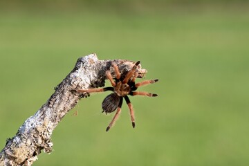 Brachypelma smithi, Mexican redknee tarantula, Sklípkan Smithův, have been called Mexican redknee tarantulas.