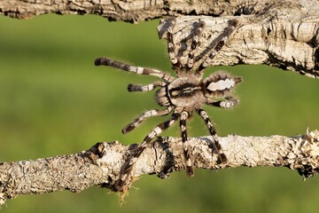 Poecilotheria ornata, known as the fringed ornamental or ornate tiger spider, Sklípkan ozdobný