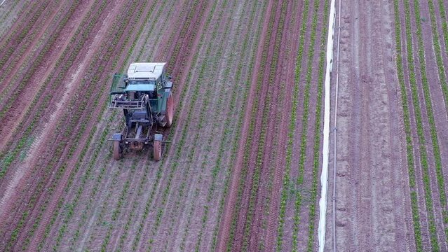 Tractor working in the field to process celery in summer