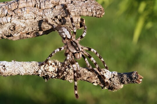 Poecilotheria ornata, known as the fringed ornamental or ornate tiger spider, Skl&iacute;pkan ozdobn&yacute;