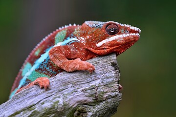 Furcifer pardalis, Panther chameleon, Chameleon pardálí, The panther chameleon (Furcifer pardalis) is a species of chameleon found in the eastern and northern parts of Madagascar in a tropical