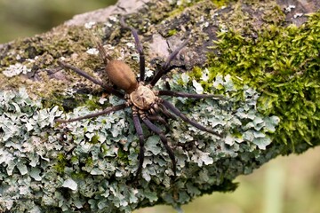 Linothele sericata (ex. megatheloides), sklepák