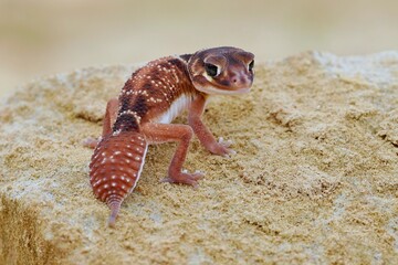 Nephrurus levis, Knob-tailed gecko, Gekon knofl√≠kov√Ω,  three-lined knob-tailed gecko,...