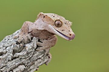 Rhacodactylus ciliatus, Crested gecko, Pagekon řasnatý, is a species of gecko native to southern New Caledonia. Close up.