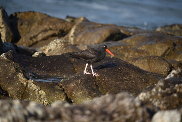 Oyster catcher