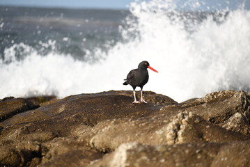 Oyster Catcher