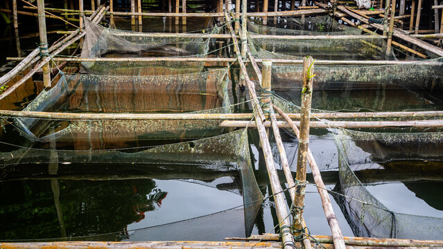 traditional fish farm in Tondano Lake made of bamboo