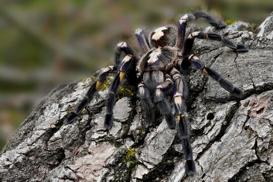 Poecilotheria metallica, also known as the peacock tarantula, Skl&iacute;pkan kovoleskl&yacute;, tarantule pav&iacute;. Macro, close up detail.