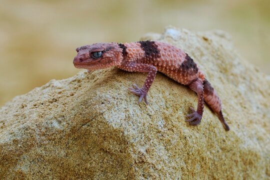 Nephrurus wheeleri, also known commonly as the banded knob-tailed gecko, the southern banded knob-tailed gecko, and Wheeler's knob-tailed gecko, páskovaný gekon