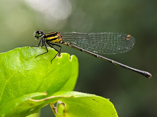 Damselfly on a green leaf