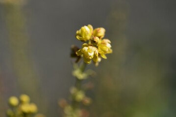 Chinese mahonia ( Berberis fortunei ) flowers.
Berberidaceae evergreen shrub. Yellow flowers bloom in autumn and black berries ripen in spring.