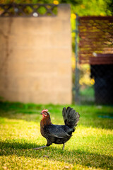 Walking Chicken