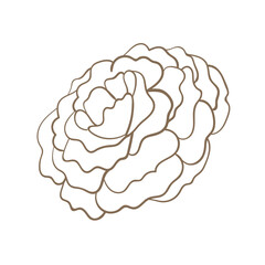 Floral botanical abstract flower line art doodle. Outline design elements isolated on background, vector illustration