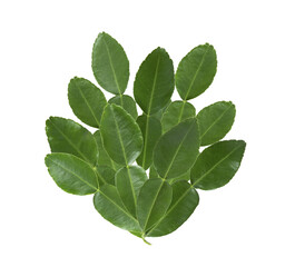 Naklejka na ściany i meble bergamot or Kaffir lime leaf on transparent png