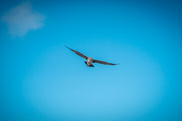 Seagull  in the sky