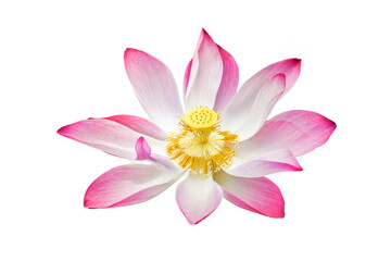 lotus flower isolated on white