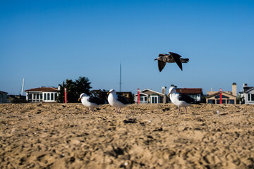 Fototapeta na wymiar Flying seagull 