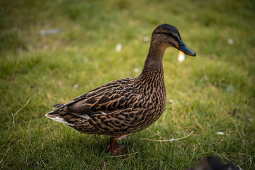 Duck on grass