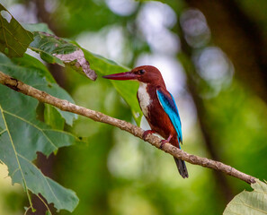 White-throated kingfisher
