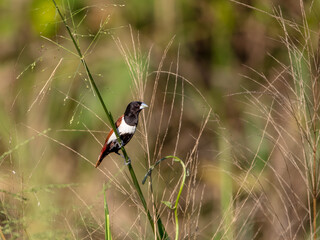 Tri-color munia