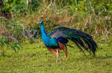 Obraz premium Peacock