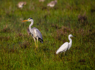 Grey heron and egret
