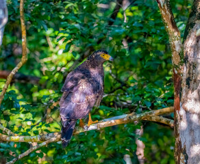 Serpent eagle