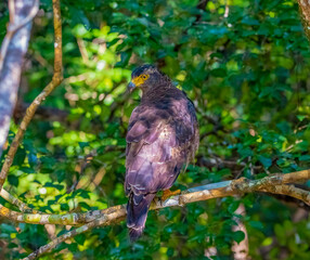 Serpent eagle