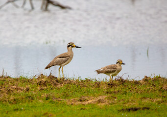 Thick knee