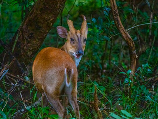 Barking deer