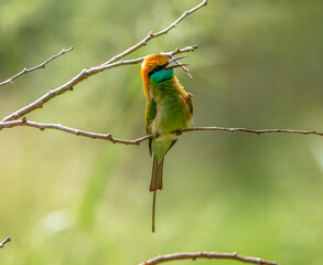Green bee eater