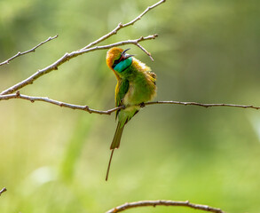 Green bee eater