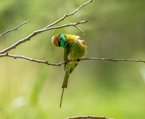 Green bee eater