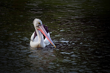 pelican in water