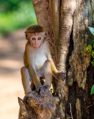 Bonnet macaque
