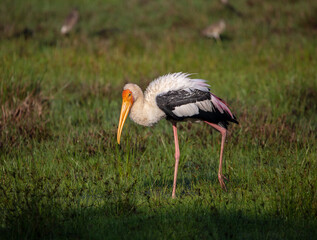 Painted stork