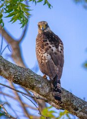 Serpent eagle