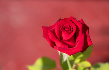 Fototapeta premium Close-up of a single red rose flower with natural sunlight on a red background. Cut flower.