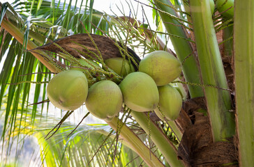 Fresh coconut on the coconut tree in Thailand. Fresh fruit juice and used as raw materials for cooking.