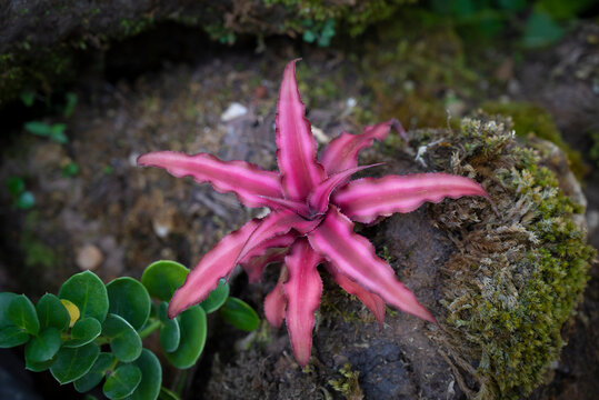 Close-up of pink Cryptanthus, Earth star, Bromeliad, and small ornamental plants used for garden decoration or ground cover.