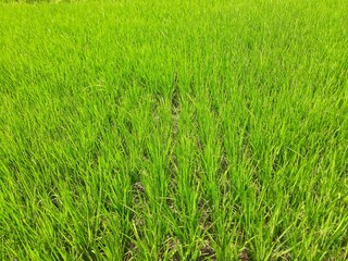 Obraz premium Young paddy rice plants field. Seed paddy rice agricultural