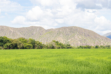 landscape with green grass and sky