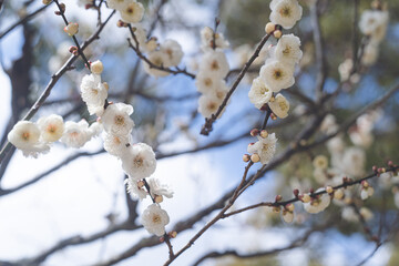 快晴の空と美しい梅の花の写真 福岡県の観光名所太宰府天満宮の梅林